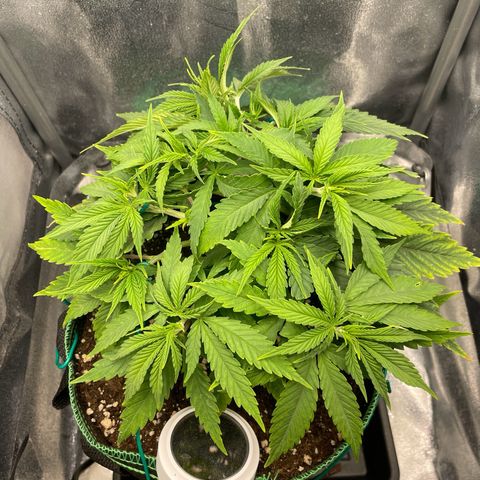 Purple Queen growlog timeline photo