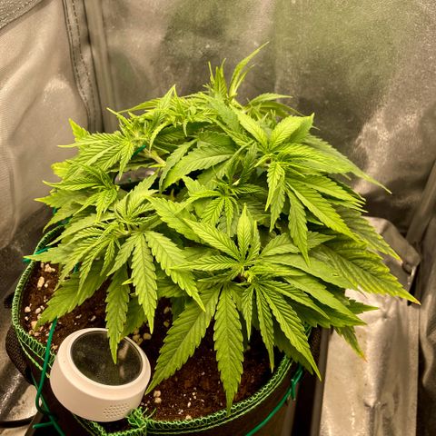 Purple Queen growlog timeline photo