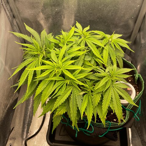 Purple Queen growlog timeline photo
