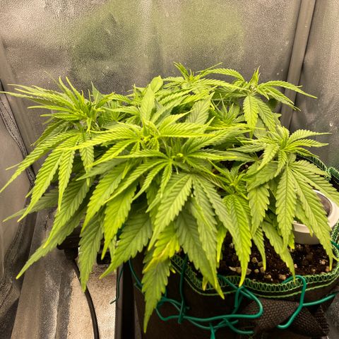 Purple Queen growlog timeline photo