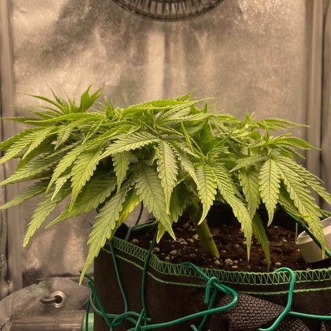 Purple Queen growlog timeline photo