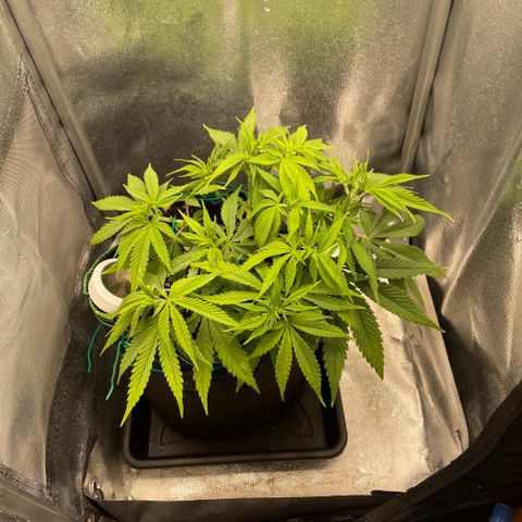 Purple Queen growlog photo: After defoliating 
