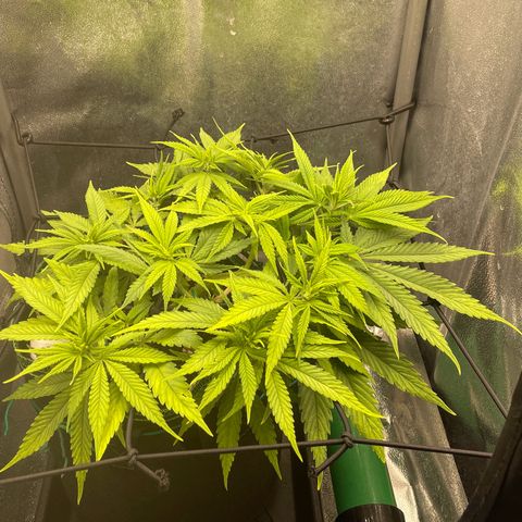Purple Queen growlog timeline photo