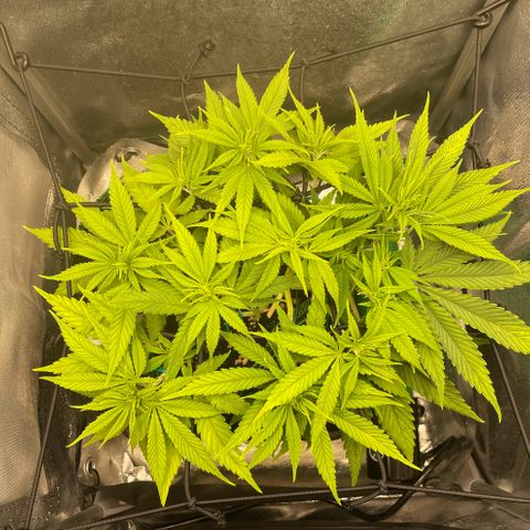 Purple Queen growlog timeline photo