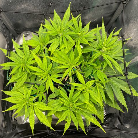 Purple Queen growlog timeline photo