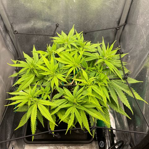 Purple Queen growlog timeline photo