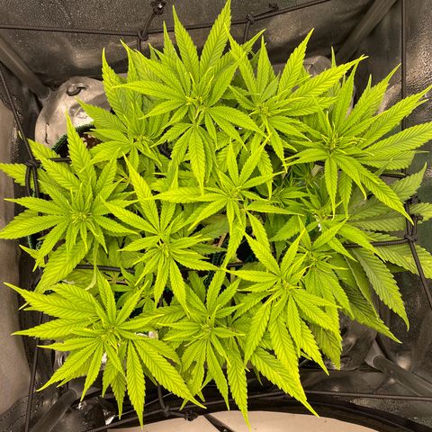Purple Queen growlog timeline photo