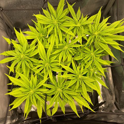 Purple Queen growlog timeline photo