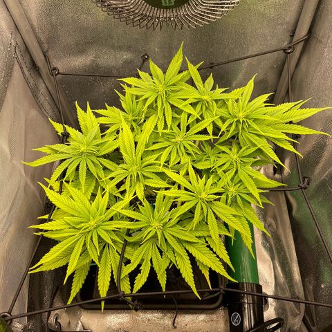 Purple Queen growlog timeline photo