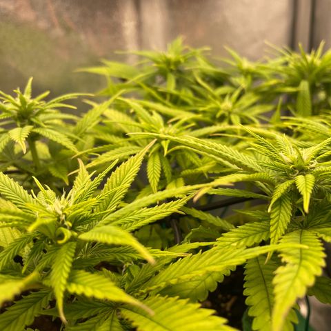 Purple Queen growlog timeline photo