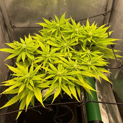 Purple Queen growlog timeline photo