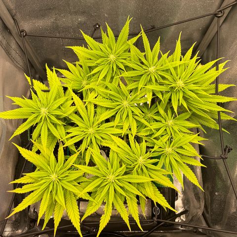 Purple Queen growlog timeline photo