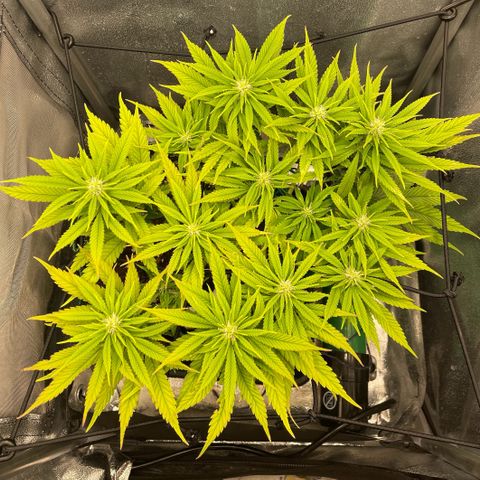 Purple Queen growlog photo: Getting purple