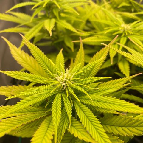 Purple Queen growlog timeline photo