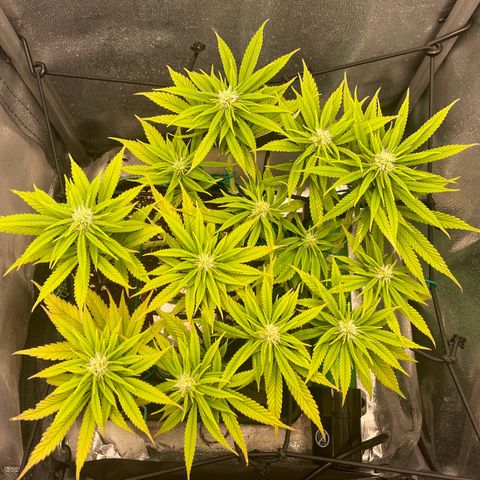 Purple Queen growlog photo: After lollipopping