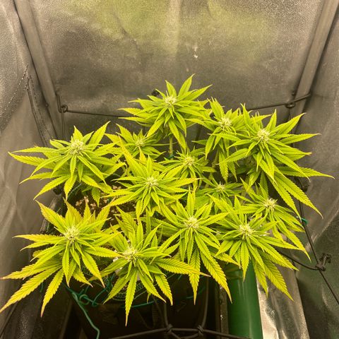 Purple Queen growlog photo: After lollipopping