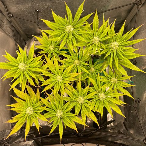 Purple Queen growlog timeline photo