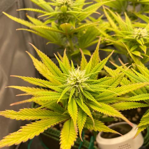 Purple Queen growlog timeline photo