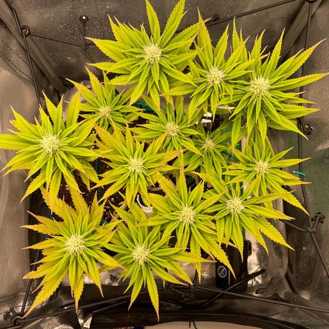 Purple Queen growlog timeline photo