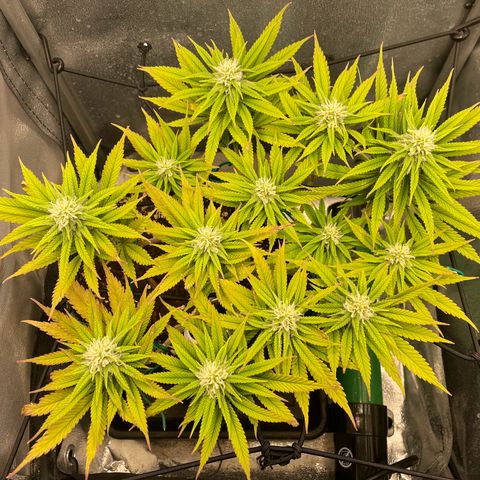Purple Queen growlog timeline photo
