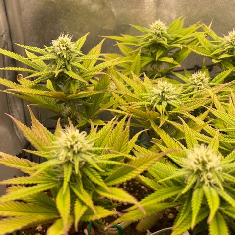 Purple Queen growlog timeline photo