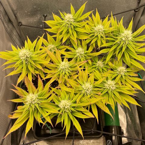 Purple Queen growlog timeline photo
