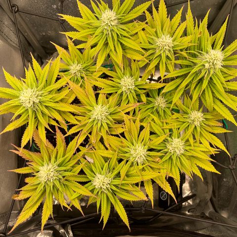 Purple Queen growlog timeline photo