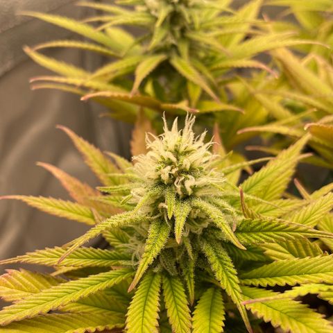 Purple Queen growlog timeline photo