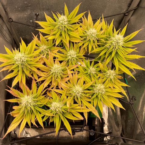 Purple Queen growlog timeline photo