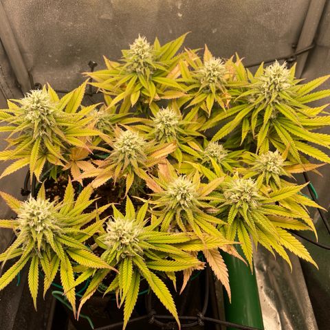 Purple Queen growlog timeline photo