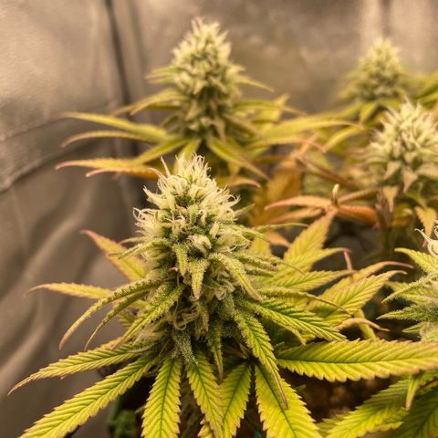 Purple Queen growlog timeline photo