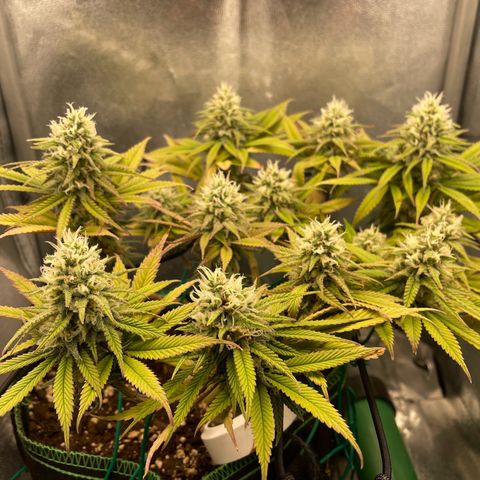 Purple Queen growlog timeline photo