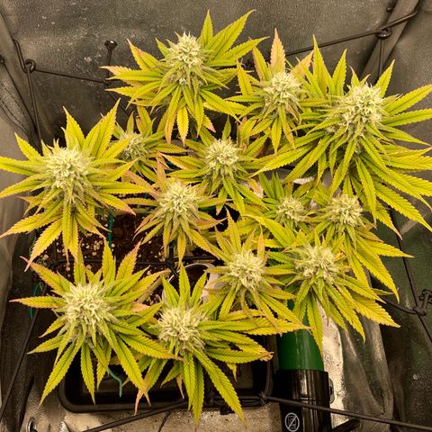 Purple Queen growlog timeline photo