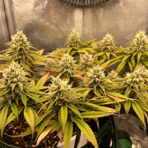 Purple Queen growlog timeline photo