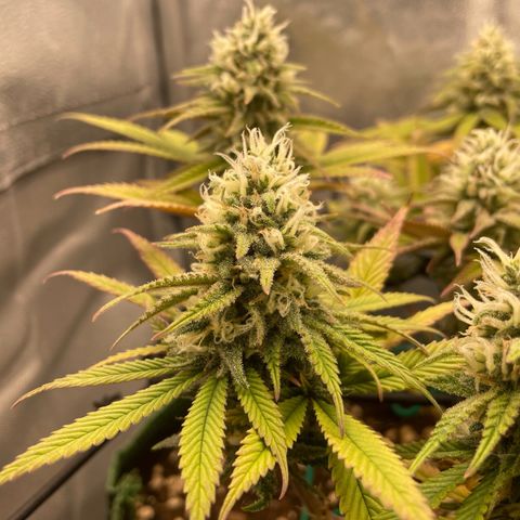 Purple Queen growlog timeline photo