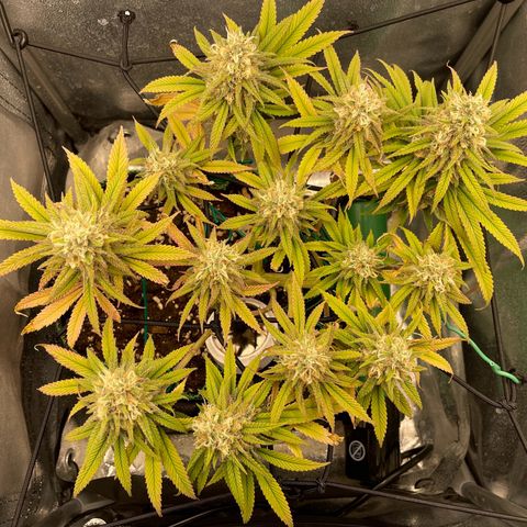 Purple Queen growlog timeline photo