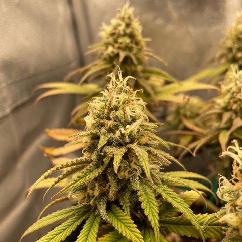 Purple Queen growlog timeline photo