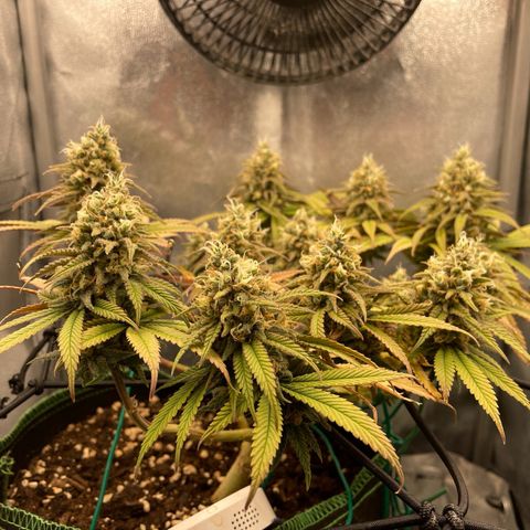 Purple Queen growlog timeline photo