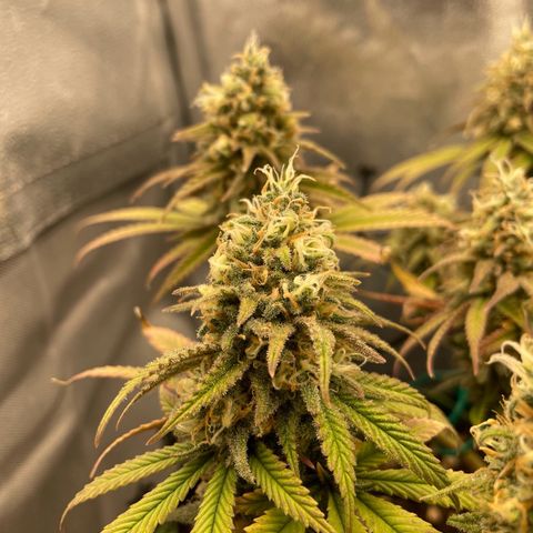 Purple Queen growlog timeline photo