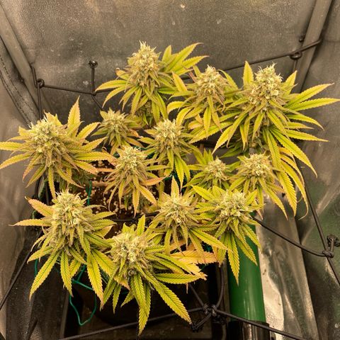 Purple Queen growlog timeline photo
