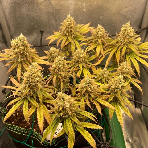 Purple Queen growlog timeline photo