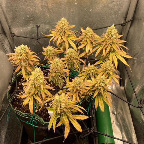 Purple Queen growlog photo: Close to harvest