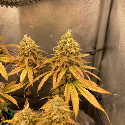 Purple Queen growlog photo: Close to harvest