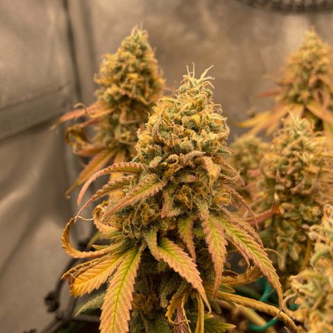 Purple Queen growlog timeline photo