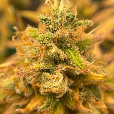 Purple Queen growlog timeline photo