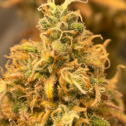 Purple Queen growlog timeline photo