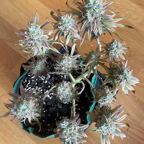 Purple Queen growlog timeline photo