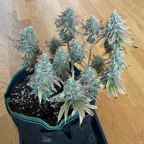 Purple Queen growlog timeline photo