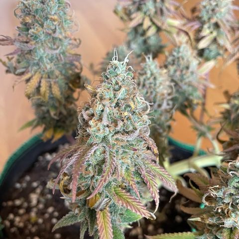 Purple Queen growlog timeline photo