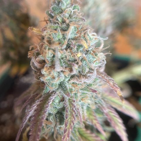 Purple Queen growlog timeline photo